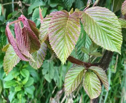 Image of Rubus adenotrichos Schltdl.