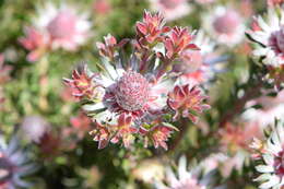 Image of Leucadendron radiatum Phillips & Hutchinson