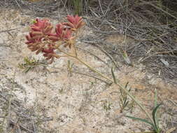 Image of Anigozanthos rufus Labill.