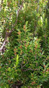 Image of Epacris pauciflora var. sinclairii (Hook. fil.) Cheesem.