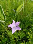 Campanula stevenii subsp. wolgensis (P. A. Smirn.) Fed. resmi