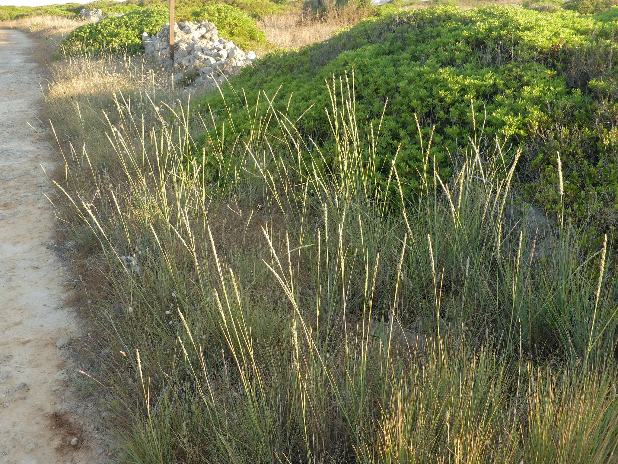 Image de Elymus athericus (Link) Kerguélen