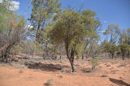 Image de Capparis loranthifolia Lindl.