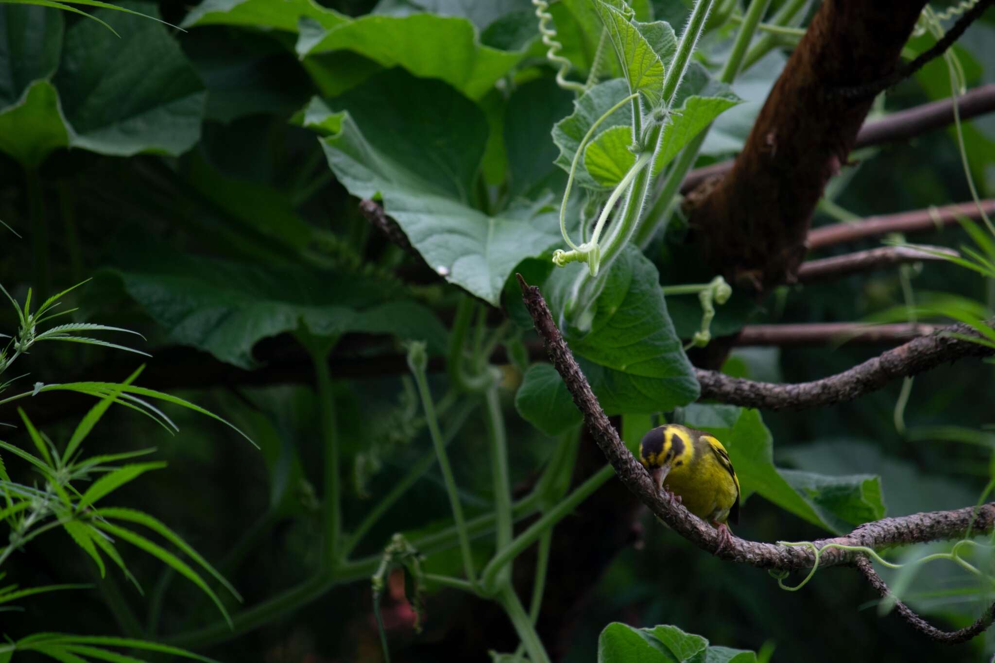 Image of Yellow-breasted Greenfinch