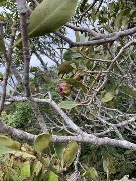 Image of Clusia lanceolata Cambess.