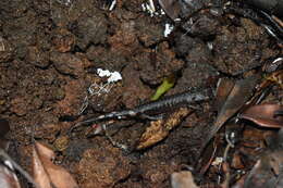 Image of Pseudoeurycea werleri Darling & Smith 1954