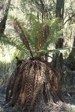 Image of Australian Tree Fern