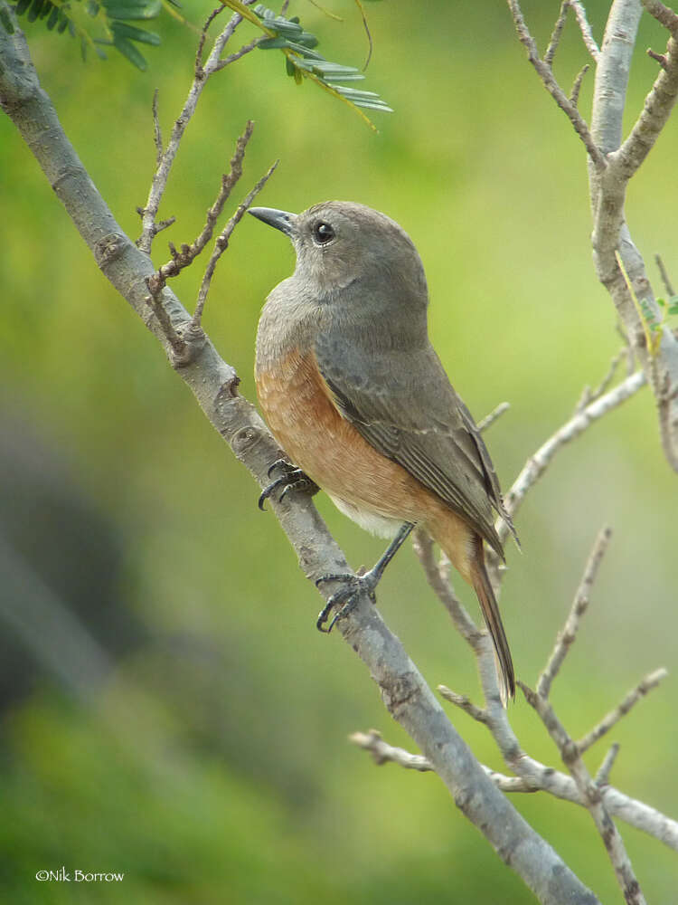 Plancia ëd Monticola rufocinereus (Rüppell 1837)