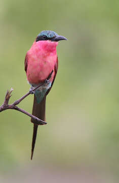 Imagem de Merops nubicoides Des Murs & Pucheran 1846