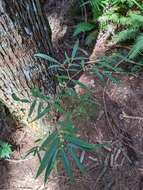 Image of Damnacanthus angustifolius Hayata