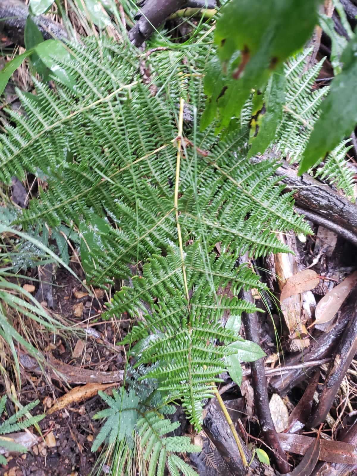 Слика од Pteridium arachnoideum (Kaulf.) Maxon