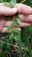 Image of maidenhair creeper