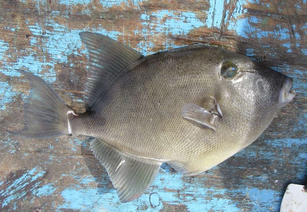 Image of Finescale Triggerfish