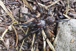 Image of Foldingdoor Spider