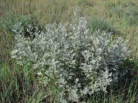 Imagem de Artemisia gmelinii Weber ex Stechmann