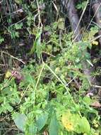 Image of Rough bedstraw