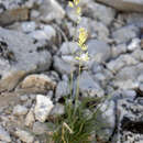 Poa fendleriana subsp. longiligula (Scribn. & T. A. Williams) Soreng resmi