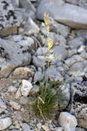 Plancia ëd Poa fendleriana subsp. longiligula (Scribn. & T. A. Williams) Soreng