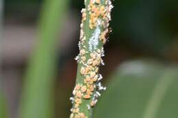 Image of Aphid