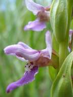 Image de Brachycorythis tenuior Rchb. fil.