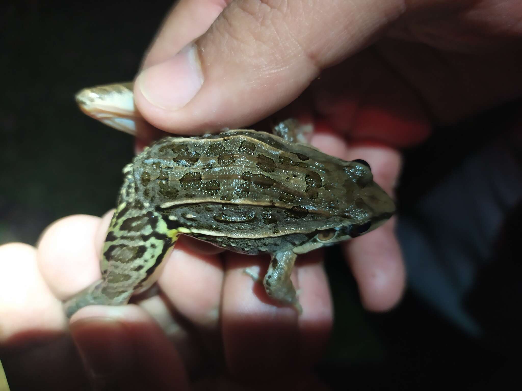 Image of rufous frog