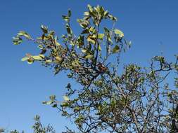 Image of Tapinanthus oleifolius (Wendl.) Danser