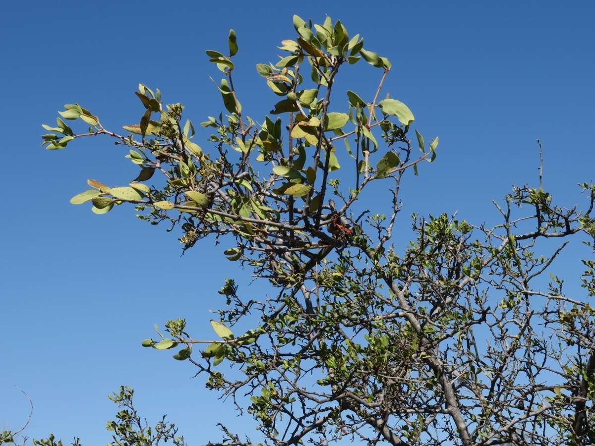 Image of Tapinanthus oleifolius (Wendl.) Danser