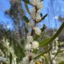 Imagem de Hakea laevipes subsp. graniticola Haegi