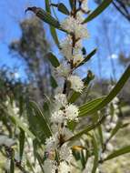 Imagem de Hakea laevipes subsp. graniticola Haegi