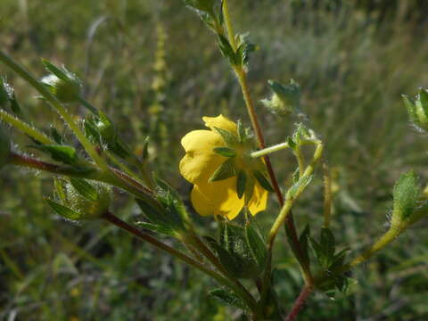 Слика од Potentilla pedata Willd.