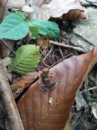 Image of dwarf stream toad