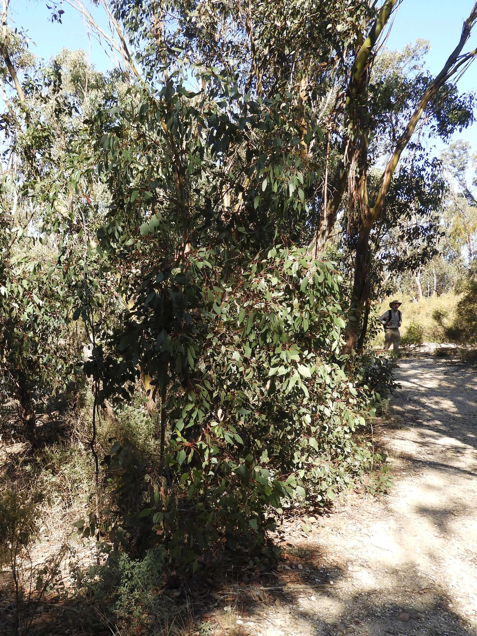 Слика од Eucalyptus behriana F. Müll.