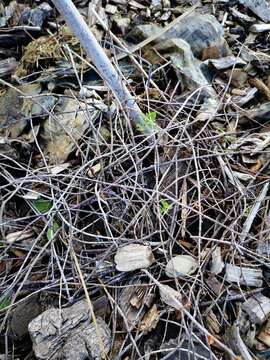 Image of Muehlenbeckia ephedroides Hook. fil.