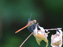 Image of Ruddy Darter