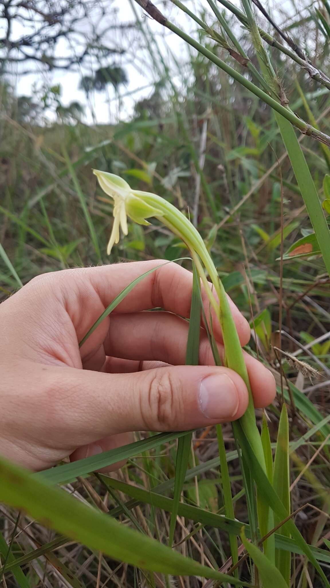 Image of Habenaria trifida Kunth