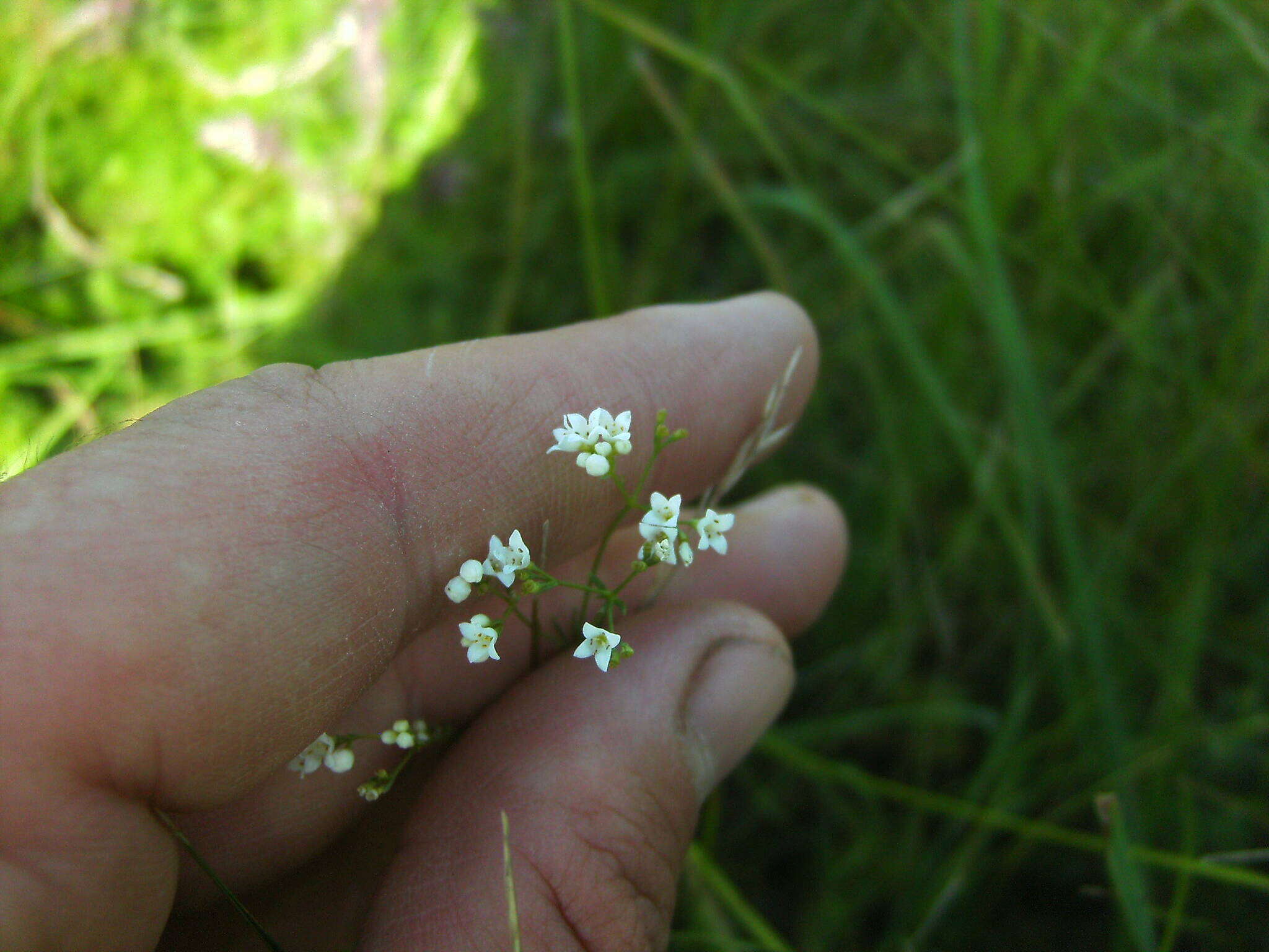 Image of Galium octonarium (Klokov) Pobed.