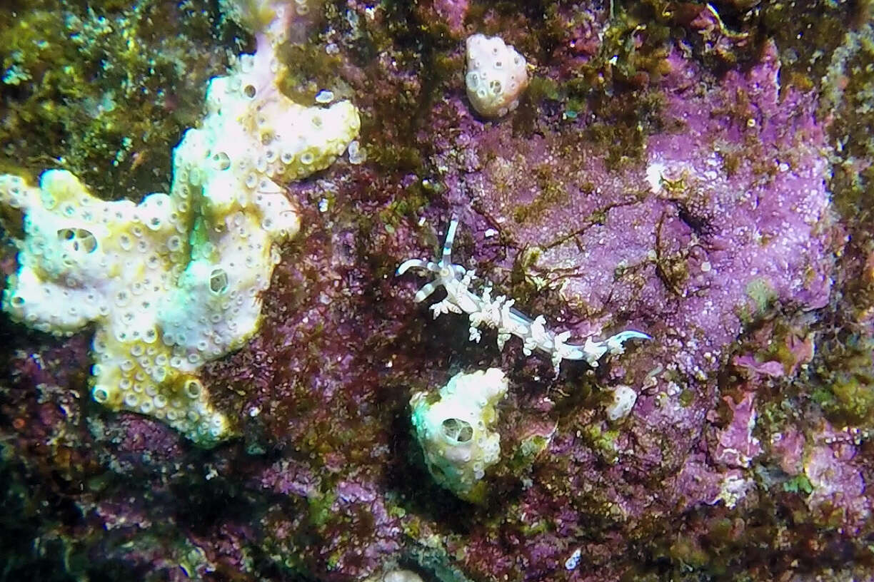 Image of Beautiful red-ring pastel slug