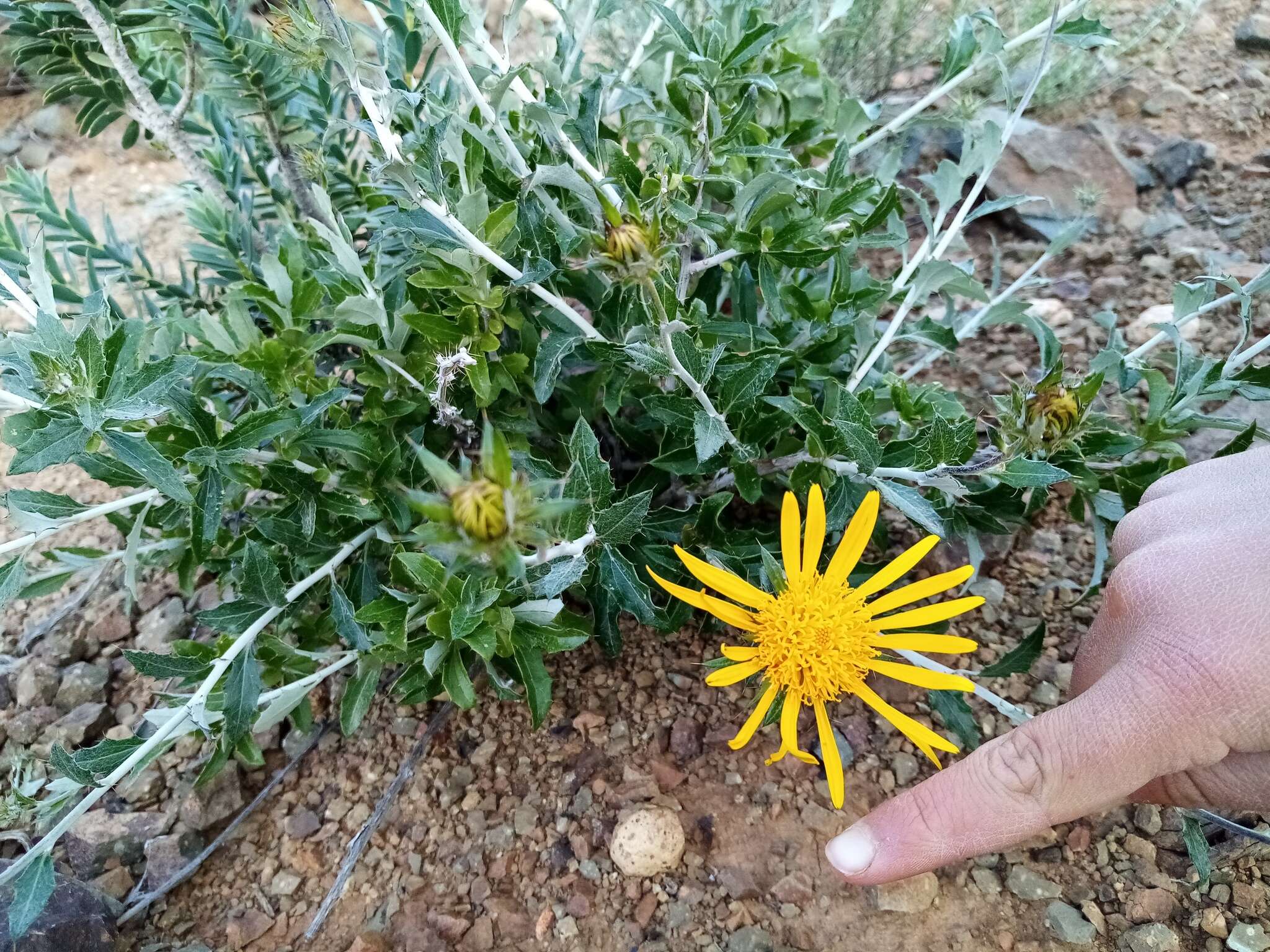 Image of Berkheya fruticosa (L.) Ehrh.