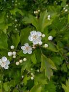 Image of Crataegus sphaenophylla Pojark.