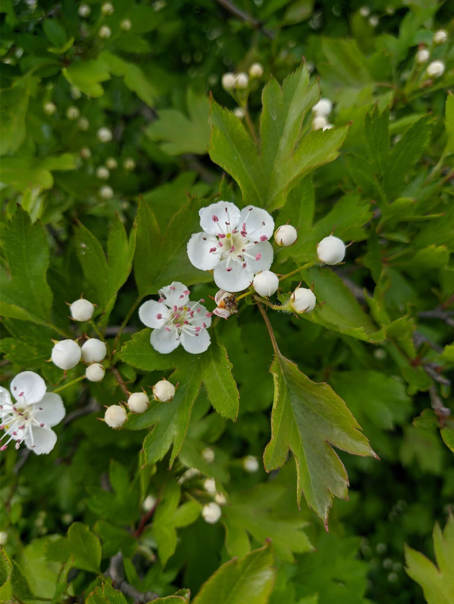 Image of Crataegus sphaenophylla Pojark.