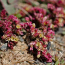 Image de Limonium congestum (Ledeb.) Kuntze