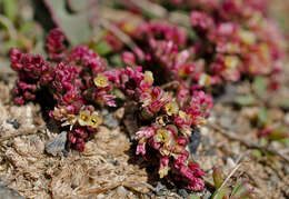 Image de Limonium congestum (Ledeb.) Kuntze