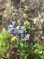 Image of Libertia sessiliflora (Poepp.) Skottsb.