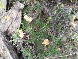 Image of slimleaf heliotrope