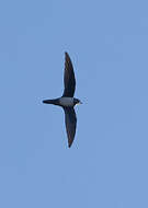 Image of Alpine swift