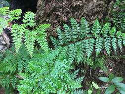 Image of Johnstone River fern