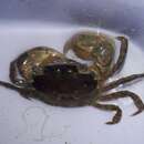 Image of Hemigrapsus takanoi Asakura & Watanabe 2005