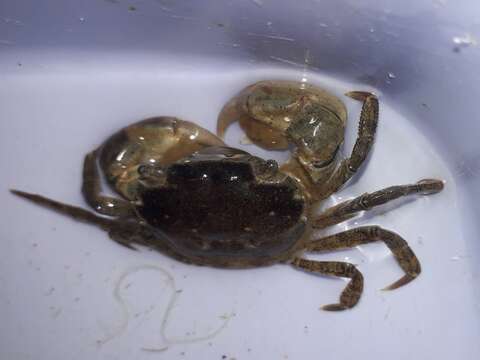 Image of Hemigrapsus takanoi Asakura & Watanabe 2005