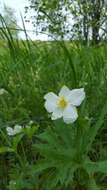 Image of Canadian anemone