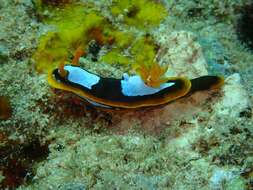 Image de Chromodoris westraliensis (O'Donoghue 1924)